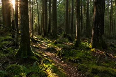 Sunlit Evergreen Forest Path at Dawn