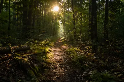 Sunlit Forest Path Through Green Woodland