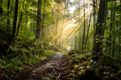 Sunlit Forest Path After Morning Rain