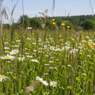 Sunlit Summer Meadow with Wild Daisies