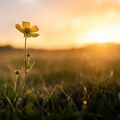 Yellow Wildflower in Summer Meadow Light