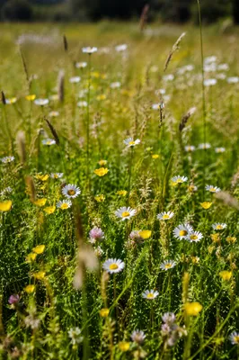 Sunlit Summer Meadow with Wildflowers