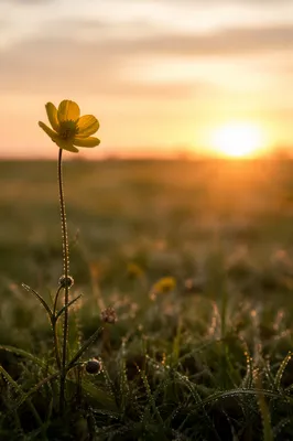 Yellow Wildflower in Summer Morning Light