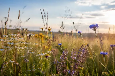 Sunlit Summer Meadow with Wildflowers