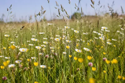 Sunlit Summer Meadow with Wild Daisies