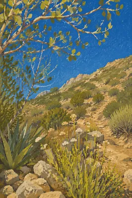 Desert Foothill Hiking Trail at Morning Light