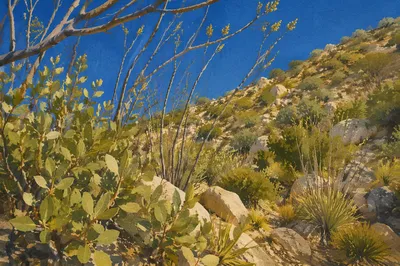 Desert Foothill Trail in Morning Light