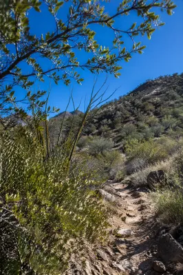 Desert Foothill Trail in Morning Light