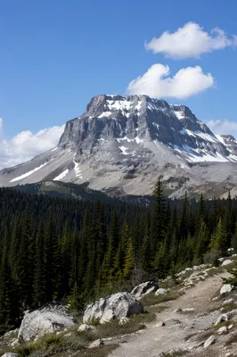 Peaceful Mountain Trail with Evergreen Forest