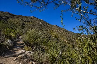 Desert Foothill Trail with Morning Shrubs