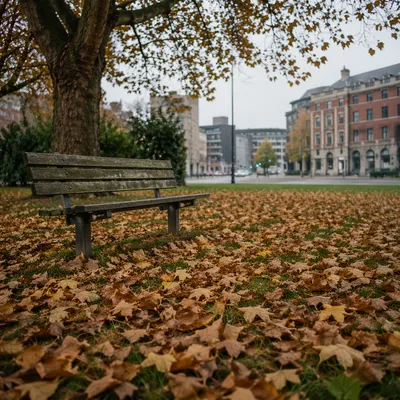 Quiet Autumn Park Bench in City