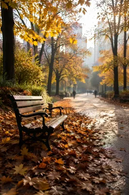 Autumn Park Bench in Morning Light