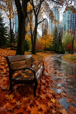 Quiet Autumn Park Bench After Rain