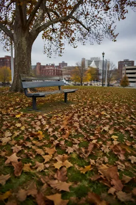 Quiet Autumn Park Bench in City