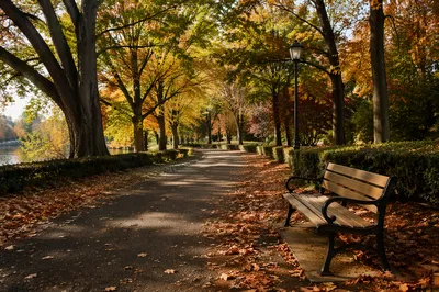 Autumn Park Bench Along City Path