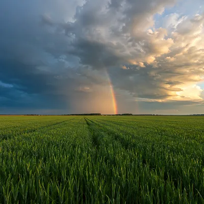 Rainbow Over Rain Fresh Green Field