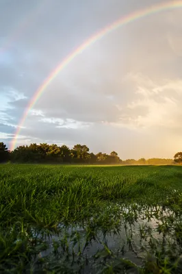Rainbow Over Rain-Kissed Green Field