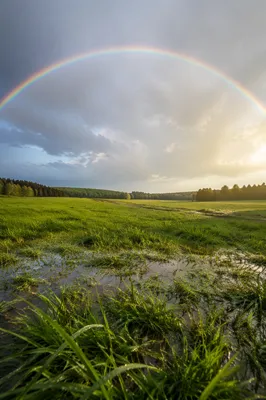 Rainbow Over Green Field After Rain