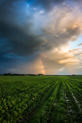Rainbow Over Rain-Fresh Green Field