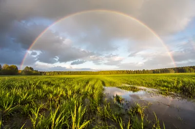 Rainbow Over Green Field After Rain