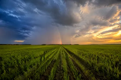Rainbow Over Rain-Fresh Green Field