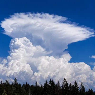 Dramatic Cumulonimbus Cloud Over Treeline