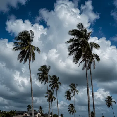 Dramatic Cloudy Sky Above Tropical Palms