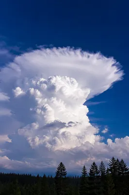 Dramatic Cumulonimbus Cloud Over Evergreen Treeline