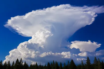Dramatic Cumulonimbus Cloud Over Evergreen Treeline