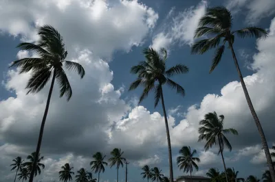 Dramatic Tropical Palms Beneath Clouded Blue Sky