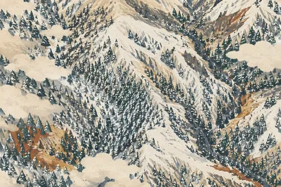 Snow Covered Pine Forest From Above