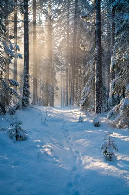 Snow Covered Pine Trees in Winter Forest