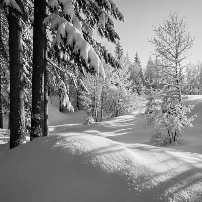 Quiet Snowy Mountain Forest Landscape
