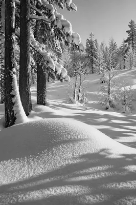 Quiet Snowy Mountain Forest Landscape