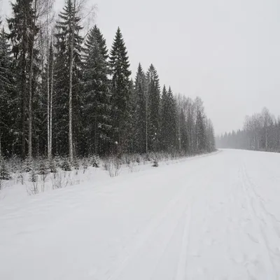 Quiet Snowy Trail Through Winter Forest
