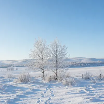 Serene Snowy Field With Frosted Trees