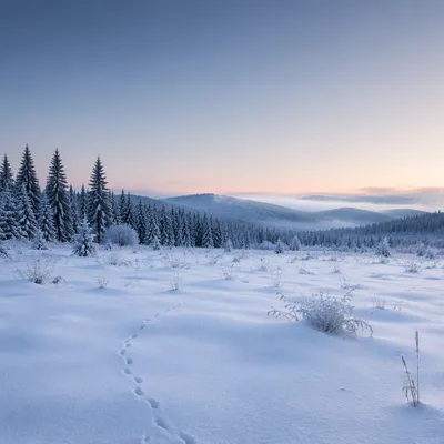 Serene Snowy Meadow at Blue Hour