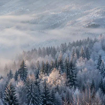 Serene Snowy Forest at Winter Dawn