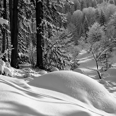 Silent Snowy Mountain Forest Landscape
