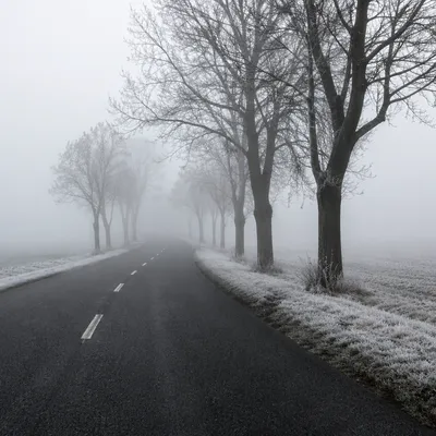 Foggy Winter Road Through Bare Trees