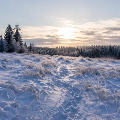 Quiet Snowy Meadow at Winter Dawn