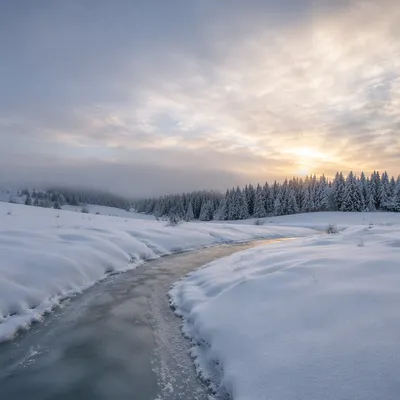 Quiet Snowy Winter Landscape at Dawn