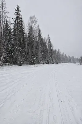 Quiet Snowy Meadow Trail in Winter Forest