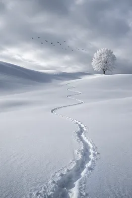 Quiet Snowfields Under Overcast Winter Sky