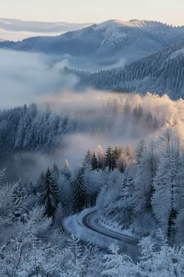 Serene Snowy Forest Hills at Dawn
