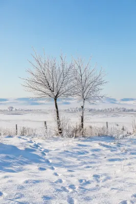 Serene Snowy Field with Frosted Trees