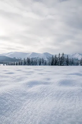 Quiet Snow Meadow and Frosted Pines