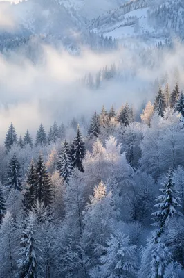 Serene Snowy Forest Hillside at Dawn