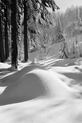 Quiet Snowy Mountain Forest Landscape