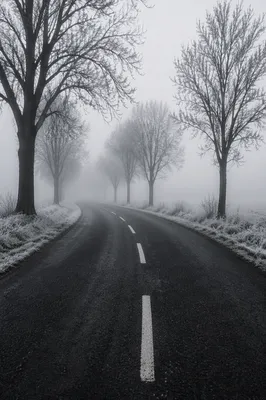 Foggy Winter Road Through Bare Trees